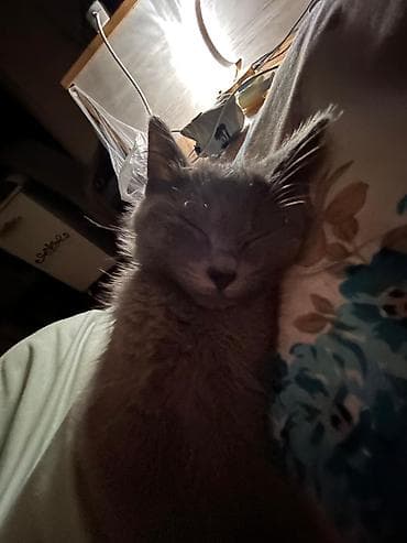 pişik cutləşdirilir: Şotland yastı qulaq — 9