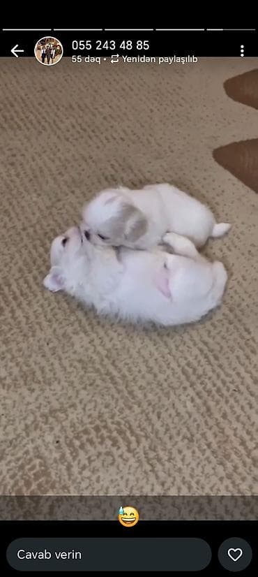 erkey danalar: Pekines, Erkek, Peyvəndli, Ünvandan götürmə — 5