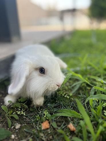 🐰 4 aylıq erkek dovsan satılır ✅ Safqan Holland Lop cinsidir ✅ Tam