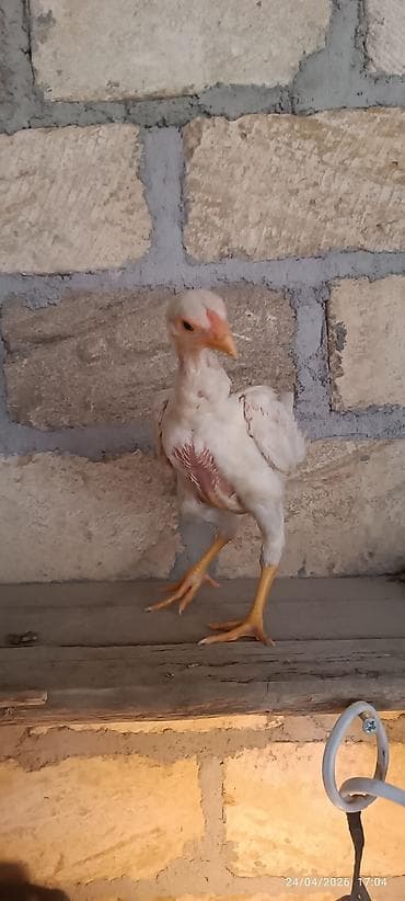 hind quslari: Toyuq cücələri, Damazlıq — 8