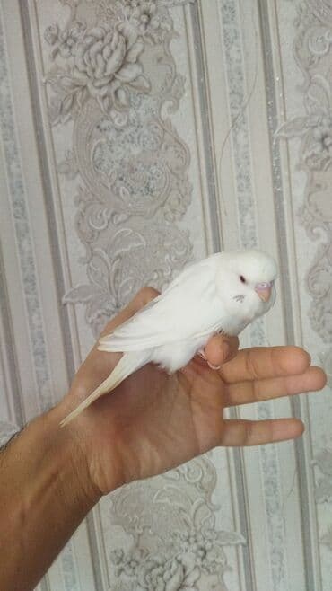 amerika devequsu haqqinda melumat: Sağlam aktiv ve ələ oyreşen erkek balalar. Ünvan Nesimi metrosu — 2