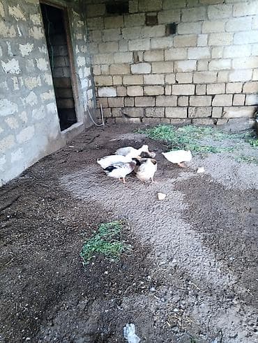 pekin ordək: Erkək, Damazlıq, Ödənişli çatdırılma — 2