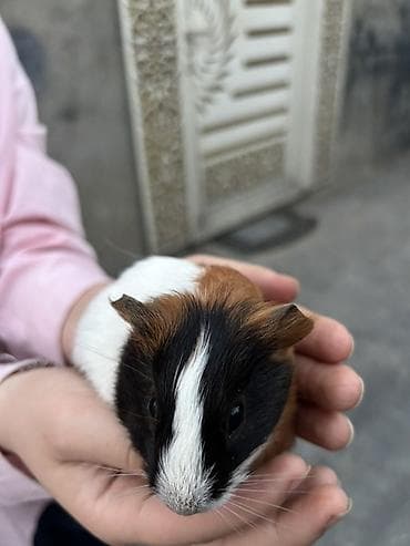 qefes: Trikolor dekorativ dəniz donuzu (guinea pig)(5 ededdir) - Cins — 2