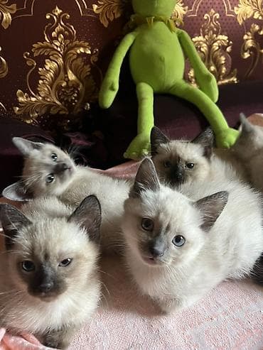 pisi: Siam, Erkək, Dişi — 2