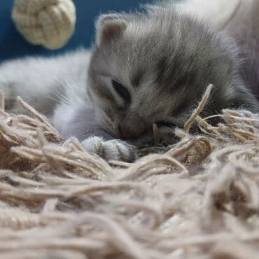 erkek pişik: Britan, Erkək — 3