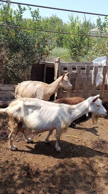 cins ineklerin qiymeti: Məhsul: Keçilər satılır boğaz keçilər sudlü heyvanlardı Qiymət: 400 — 18
