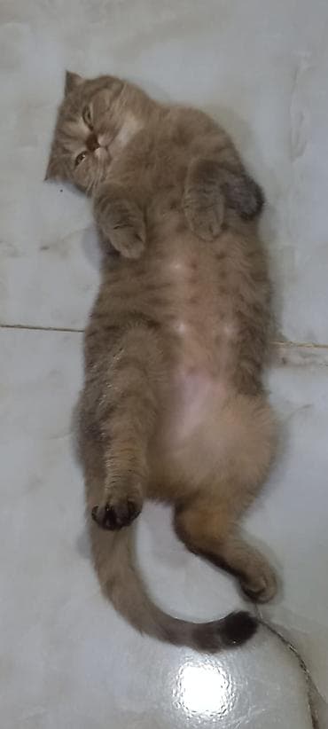 it üçün ev: Tabbi, Yaxşı əllərə — 3