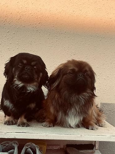 itlerin cutlesdirilmesi: Pekines — 1