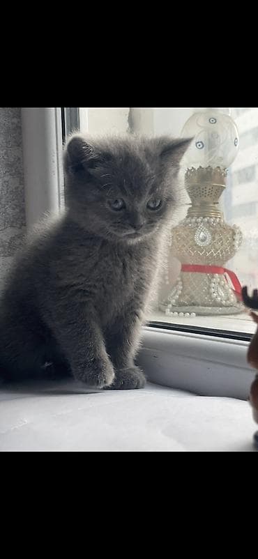 Britan, Erkək, Yaxşı əllərə, Ödənişli çatdırılma lalafo.az -da Britan, Erkək, Yaxşı əllərə, Ödənişli çatdırılma