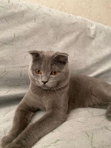 maraqli pişik adları: Şotland yastı qulaq, Yaxşı əllərə — 3