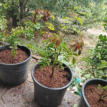Qizil iyli gunller divara cixan gul - Qab: Qara plastik saksı -
