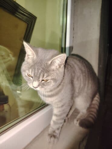 böyüməyən pişik: British Shorthair satilir — 2