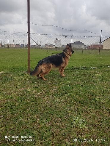 haski balalari satilir: Alman çoban iti, Erkek — 7