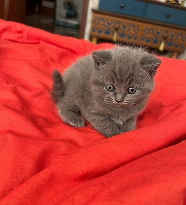 pulsuz pişiy: Britan, Pulsuz çatdırılma — 3