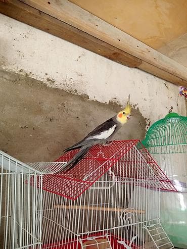 korella cüt: Hazir erkey disi biri 40 azn korella karelal — 2