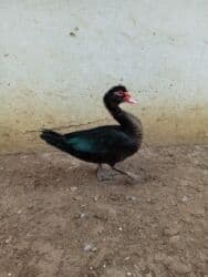 İtlər: Erkək lal ördəklər — 3