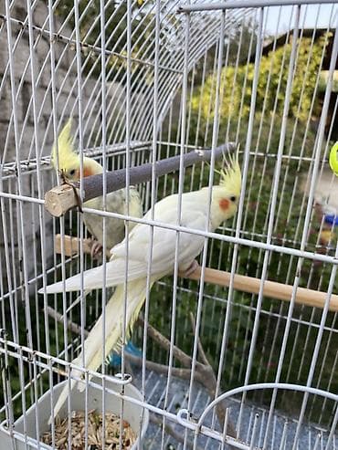 amadin qusu: Növ: Nimfa tutuquşuları (Cockatiel) – cütlük Rəng: Açıq sarı/krem — 3
