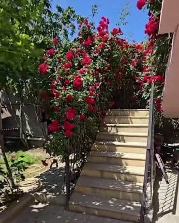 zaqatalada satilan evler 2023: 4 otaqlı, 110 kv. m, Yeni təmirli — 17