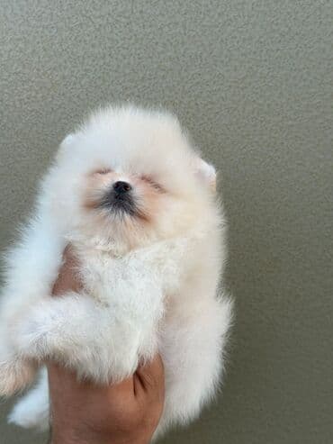 şotlan pişik: Şotland yastı qulaq, Erkək, Dişi, Yaxşı əllərə, Ünvandan götürmə, Pulsuz çatdırılma, Ödənişli çatdırılma — 31