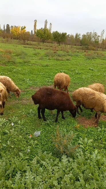 qırmızı kanada: 50 baş orta yaşlı qoyunlardı razılaşmağda olar — 3