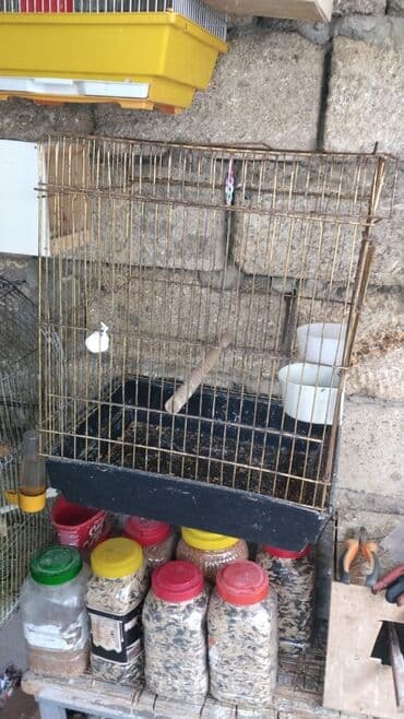 elf bar en ucuz: Qefes 15.45 azn yeke iri qefeslerdi balacada var Tezedi Qəfəs — 4