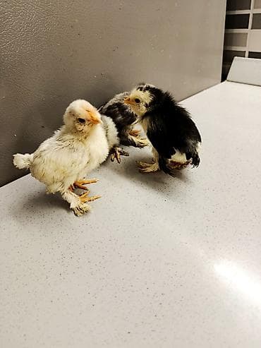 cuce: Toyuq, Damazlıq — 6