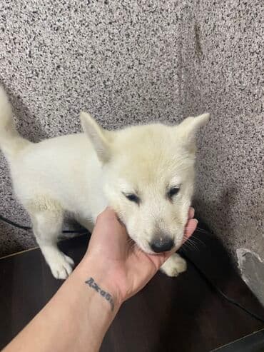 naxcivan it elanlari: Xaski, 2 ay, Dişi — 5