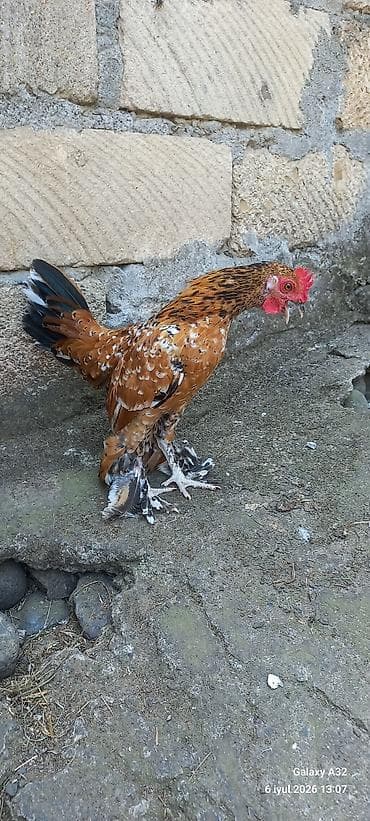 barter toyug: Toyuq, Damazlıq — 7