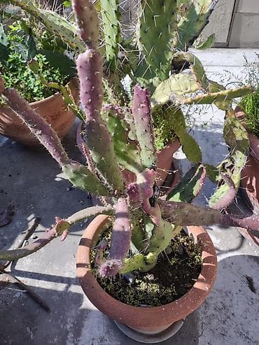 otaq bitkileri: Məhsul: Saksi içində müxtəlif kaktuslar - Növlər: Opuntia (nopal — 1