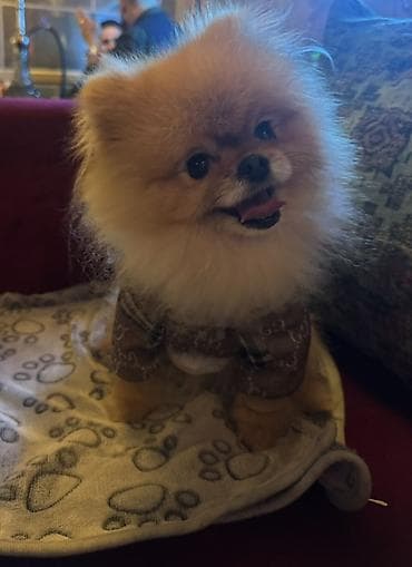 Heyvanlar üçün mallar: Şpitz, 3 il, Erkek, Cütləşmə üçün — 1