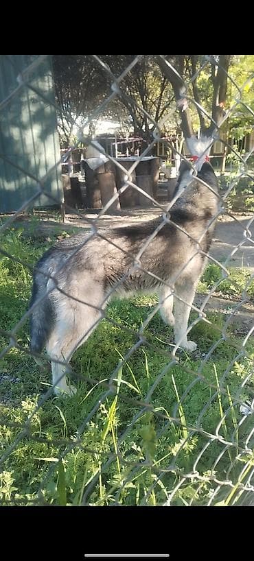 xacmaz heyvan bazari: Xaski — 1