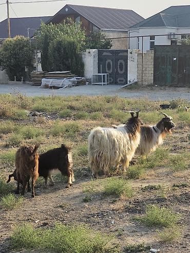 Mal-qara: Heyvanlar tam sağlamdır 1 erkək 3 dişidir ikisi bir dəfə doğub biri — 10