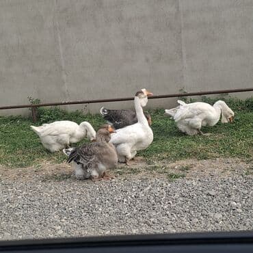 cins ineklerin satisi: Qaz sürüsü satılır – iri cins ev quşları Məhsulun təsviri: - Şəkildə — 1