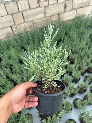 qoz tingleri: Lavanda (Lavandula) tingləri – qara plastik dibçəklərdə - Bitki növü — 6