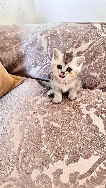 британская шиншилла: Шиншилла — 8