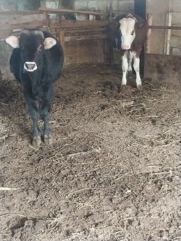 cins ineklerin satisi: Məhsul: 2 baş erkəy dana saxlamalı saglam danalardi — 1