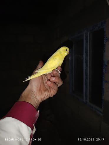 Məhsul: Dalmatin və sarı rəng çalarlarında dalğalı tutuquşular