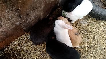 akvarium balıq növləri: Bk — 3