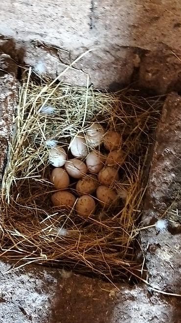 yumurta yagi: Ördək yumurtası - Təsvir: Şəkillərdə təsvir olunan, samanla — 5