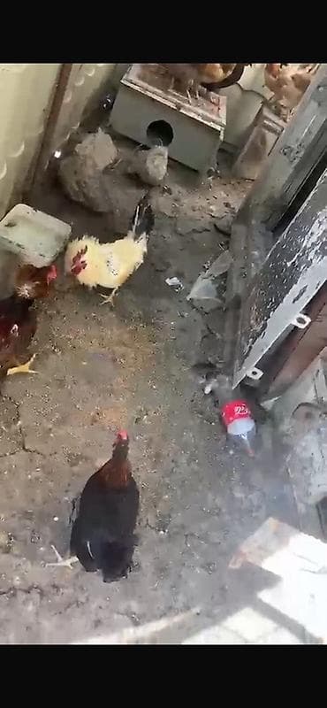 K/t heyvanları və malları: Barter edirem yerli toyuqlarla — 9