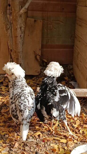 hinduşqa yumurtası: Toyuq, Yumurtalıq — 4