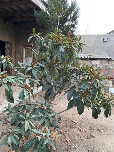 cia toxumu bakida: Məlumat: Nespola (muşmula/loquat) ağacı - Bitki növü: Həmişəyaşıl — 2