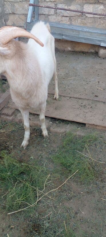 bmw 1 серия m135i at: 1il 2 aylıqdı — 1