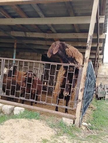 atla eşşəyin cütləşməsi: Erkək, Qala, il: 2, Damazlıq, Ünvandan götürmə — 2