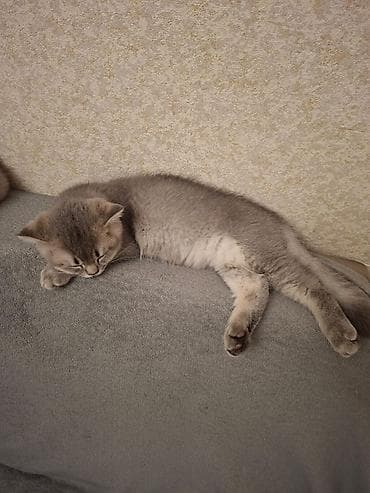 pişik cutləşdirilir: Şotland yastı qulaq, Erkək, Yaxşı əllərə, Ünvandan götürmə — 3