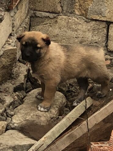 pişik satılır: Qurdbasar, 1 ay, Erkek — 10