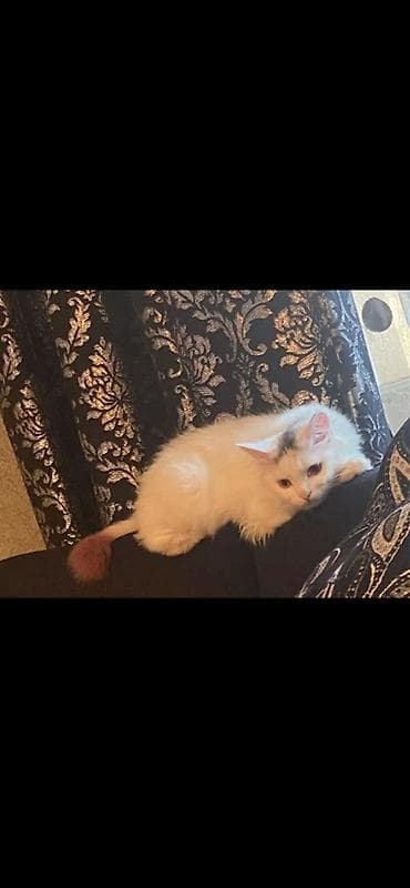 anqora pisik: Şinşilla, Dişi — 1