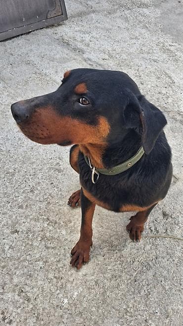 it sahiblenme: Doberman, 10 ay, Erkek — 7