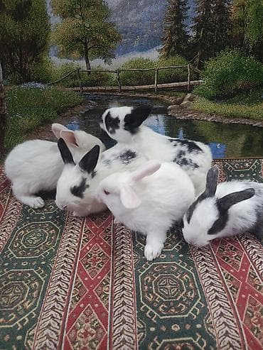 toyug satisi: Dovşan yemi 1kq 2-azn Bala Dovşanlar 5-azn Topdan Tək tək satışı 10 — 9