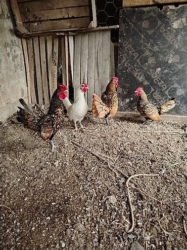 cuce yem qablari: Salam heyvanlar sağlamdı hamsı satılır qiymət 130 azın istəyən əlaqə — 7